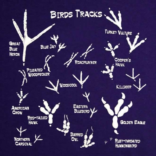 bird-tracks-animals-infographics-600x600-1